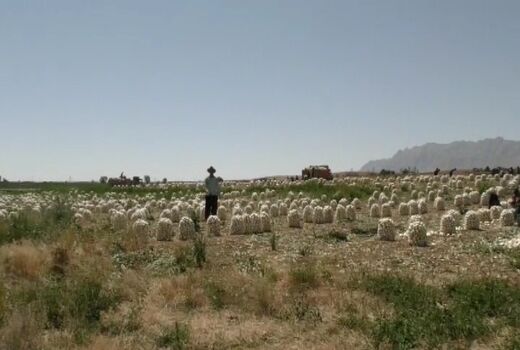 آغاز برداشت پیاز از مزارع بوئین میاندشت