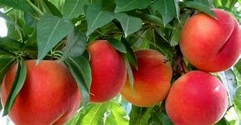 برداشت میوه‌های سردسیری در شهرستان کرمان