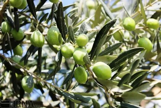 مبارزه با مگس زیتون در سطح 4 هزار و 500 هکتاراز باغات زیتون شهرستان قزوین