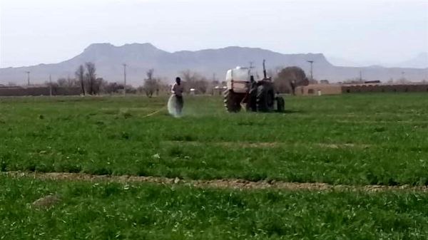 مبارزه شیمیایی با علف های هرز گندم و جو