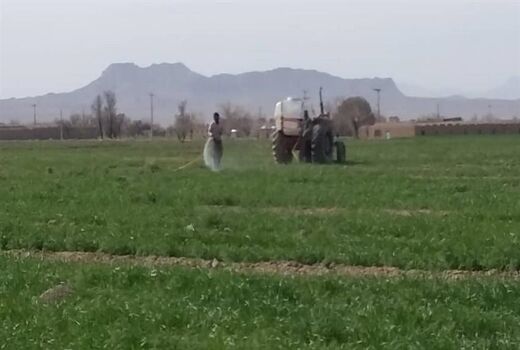 مبارزه شیمیایی با علف های هرز گندم و جو