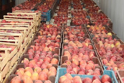 محصولات کشاورزی پایه صادرات غیرنفتی