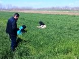 افزایش پایش میدانی مزارع گندم برای کنترل زنگ زرد در شهرستان عجب شیر
