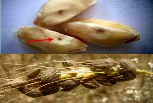 مبارزه با پوره سن گندم در قیروکارزین  آغاز شد