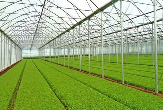 سهم گلخانه‌های ایران به 0.6 درصد سطح گلخانه های جهان رسید