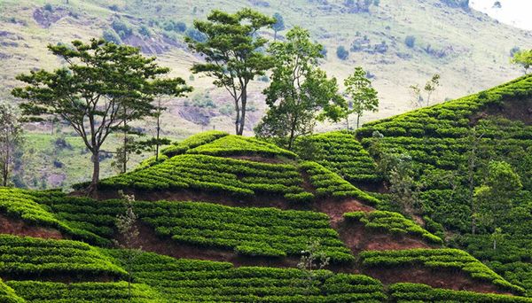 آیا می‌توان از تعارض بین کشاورزی و تنوع زیستی جلوگیری کرد؟