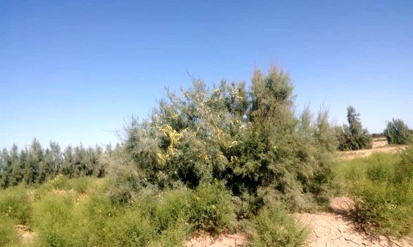 مشاهده اولین گروه ملخ صحرایی به مزارع منطقه ده رضا شهرستان ریگان
