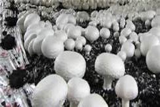 افتتاح دو  طرح  های آبیاری تحت فشار و پرورش قارچ خوراکی در شهرستان بردسیر