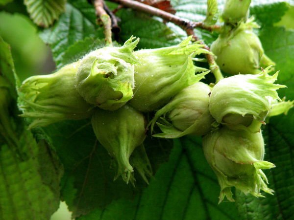 آغاز برداشت فندق از باغات قزوین/ پیشبینی برداشت ۲ هزار و 800 تن محصول