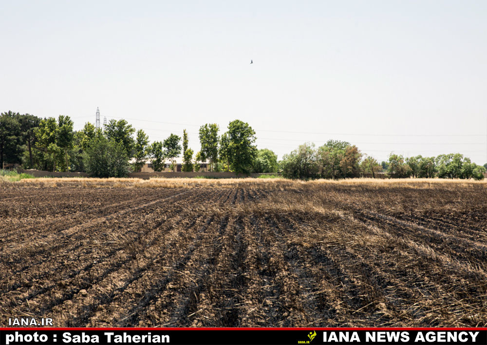 مزرعه سوخته