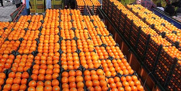 راهاندازی سامانه مانیتورینگ صادرات مرکبات به چین
