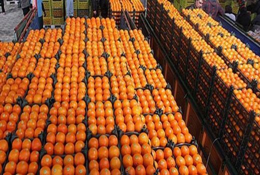 راه‌اندازی سامانه مانیتورینگ صادرات مرکبات به چین