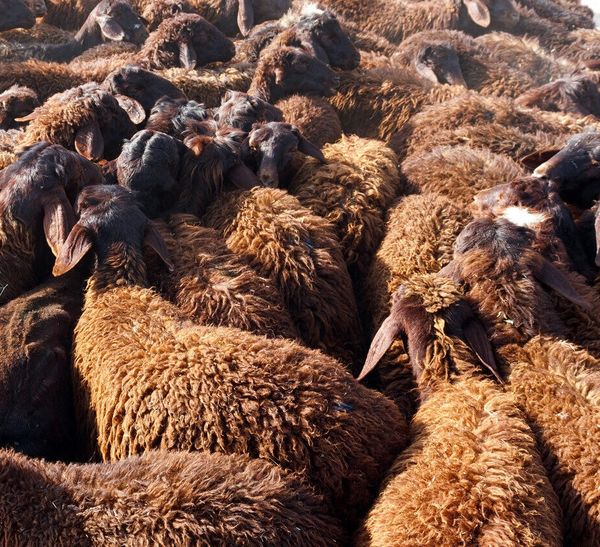 ۴۵ راس دام قاچاق در نوار مرزی صالح آباد مهران کشف شد