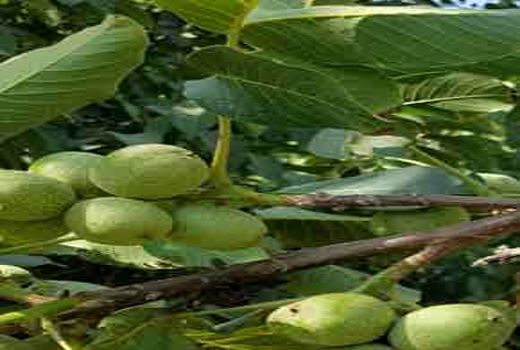 رقم چندلر جایگزینی مناسب برای ارقام موجود گردو