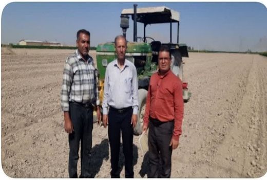 کاشت کلزا در مرودشت آغاز شد