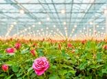 شروع بکار یکی از مجهزترین گلخانه های شمال غرب  کشور با تولید گلهای رز  صادراتی  در شهرستان نمین