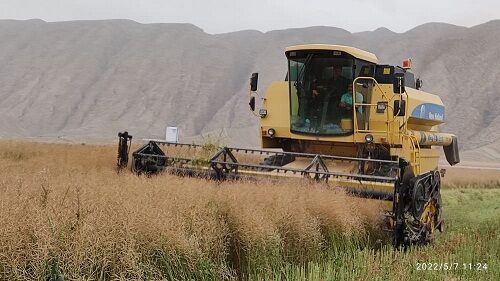 حوادث سطح برداشت کلزای فیروزآباد را کاهش داد