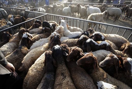 ممنوعیت خروج دام زنده بدون مجوز از چهارمحال و بختیاری 