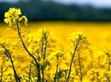 خرید پنج هزار تن کلزا از کشاورزان استان قزوین