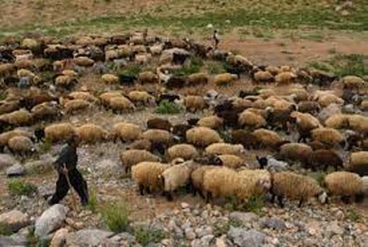 ۴۸۵ هزار راس دام خراسان شمالی از پوشش بیمه ای برخوردارند