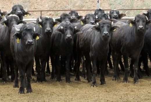 آغاز عملیات پلاک گذاری دام در دیلمان