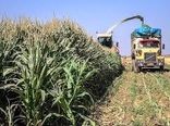 برداشت بالغ بر 498 هزارتن ذرت علوفه ای جهت استفاده دامداری ها در ری