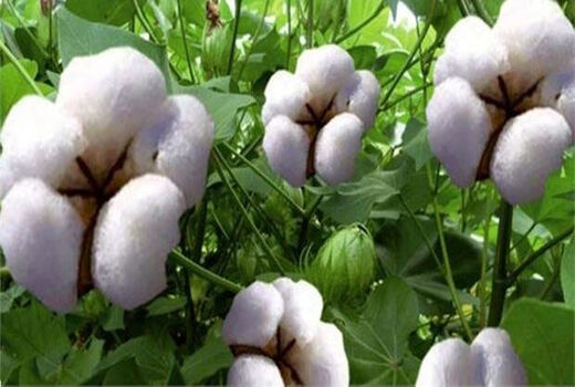 آغازکشت پنبه در 500 هکتار اراضی کشاورزی سیستان و بلوچستان