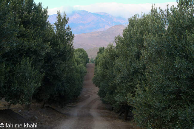 از لمس شاخه تا عصاره ی نور  
