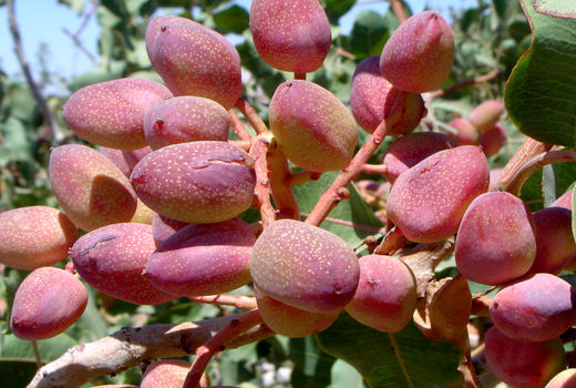 برداشت11هزارتن پسته درسیستان وبلوچستان