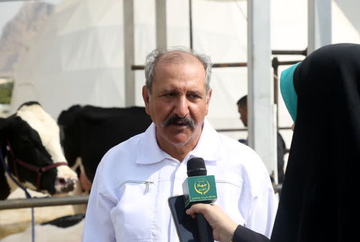 اصفهان نمونه برتر پرورش گاو هلشتاین