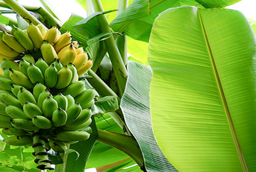 تلاش برای خودکفایی در تولید موز