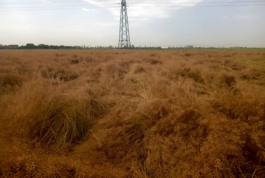 آغاز برداشت دانه روغنی کاملینا از مزارع کشاورزی استان قزوین