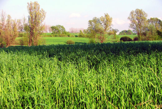 گرما، کشت غلات را کاهش می‌دهد