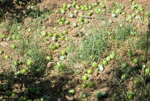 خسارت وزش باد شدید به باغات شهرستان سامان  