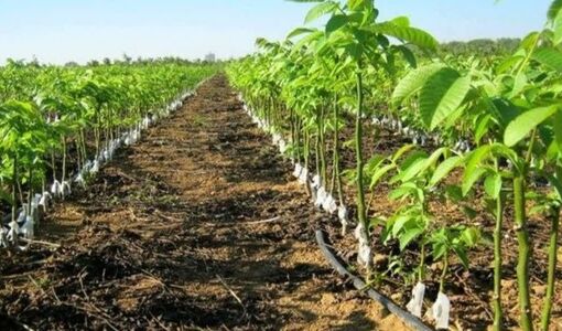 افزایش ۲۵ درصدی عملکرد باغات با استفاده از نهال‌های گواهی‌شده
