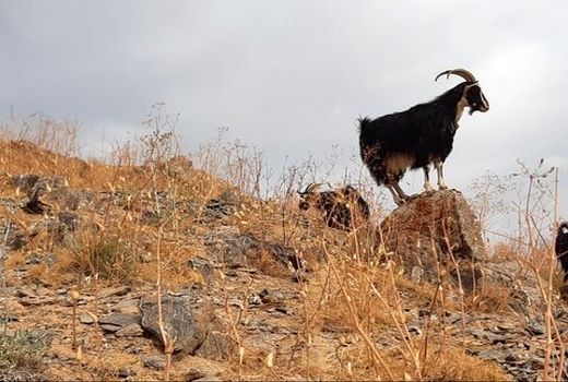 دومین جشنواره 