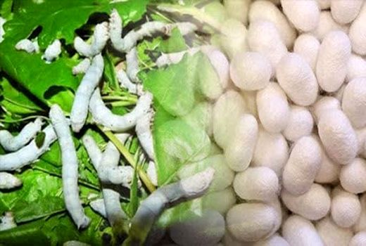 توزیع 8 هزار اصله نهال توت برای توسعه نوغانداری در شهرستان ماکو