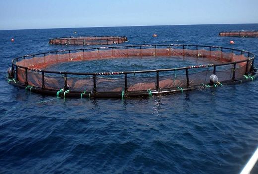 افزایش 15درصدی تولیدات شیلات در سال 98