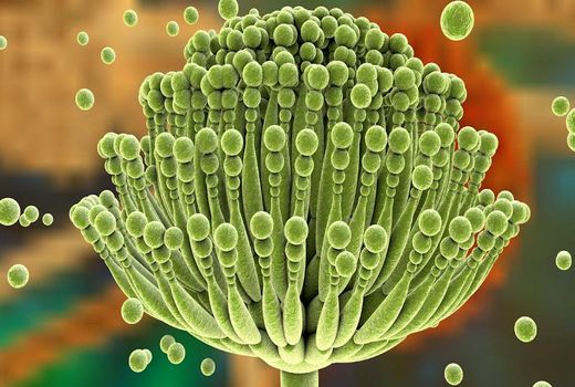 دستیابی به باکتری پروبیوتیک بومی علیه سم آفلاتوکسین مواد غذایی در تبریز