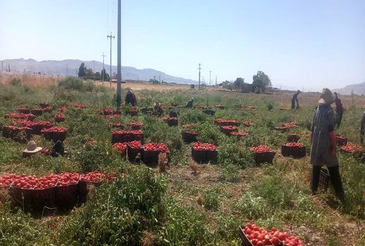 تولید 255 هزار تن گوجه‌فرنگی در مرودشت