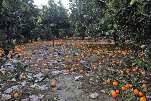 امهال سه ساله وام‌های کشاورزان خسارت‌دیده هنوز اجرا نشده است