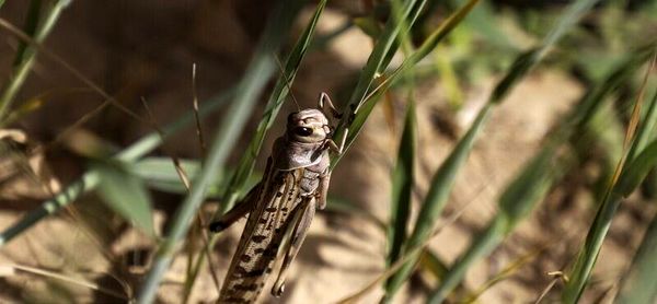 هجوم ملخ‌ها به کاشان آسیب‌زا نیست