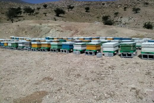 تولید سالانه ۲۰۰ تن عسل در کوار