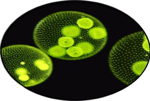 تولید و توسعه کودهای زیستی با تولید کودهای ریزجلبک