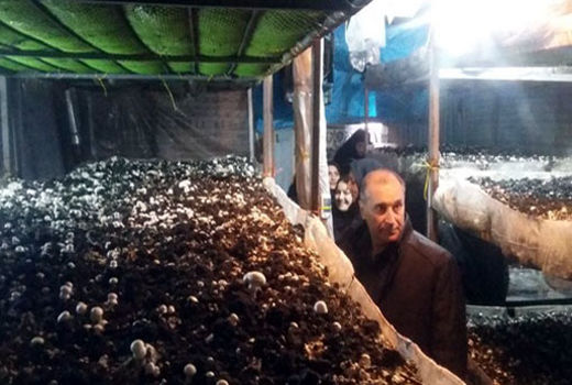 برگزاری کارگاه مهارتی پرورش قارچ دگمه ای در شهرستان عجب شیر