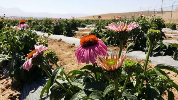 نقش موثر کشت گیاهان دارویی در ایجاد اشتغال