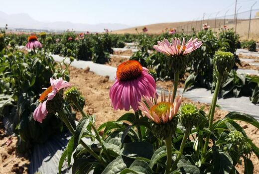 نقش موثر کشت گیاهان دارویی در ایجاد اشتغال