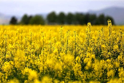 ۹۷۰ میلیارد تومان از مطالبات کلزاکاران پرداخت شد