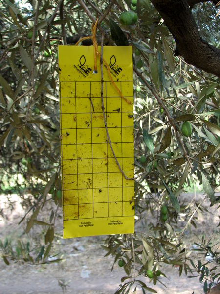 عملیات مبارزه غیر شیمیایی درسطح 100 هکتار از باغات سنتی استان قزوین آغاز شد