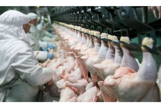 کشتارگاه‌های صنعتی طیور مازندران با نصف ظرفیت کار می‌کنند